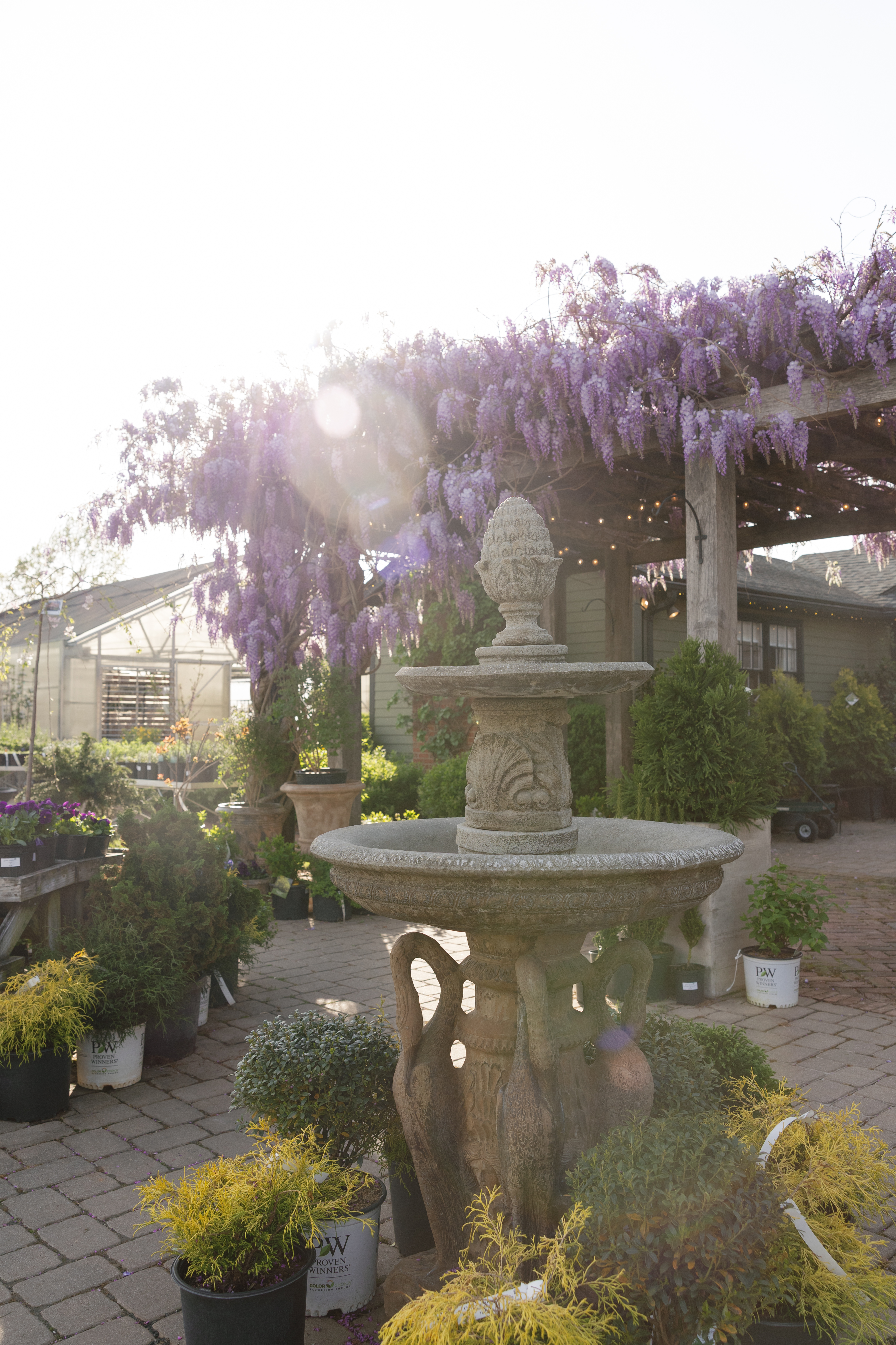 wisteria at the Market at Grelen wedding venue